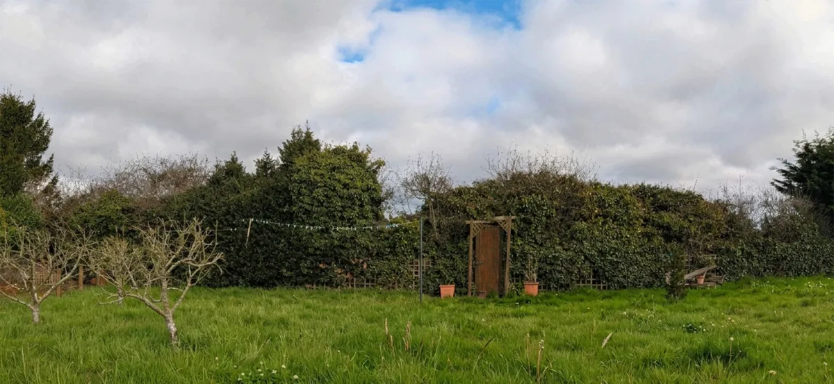 Overgrown lawn before GreenRun mowing service in Norwich